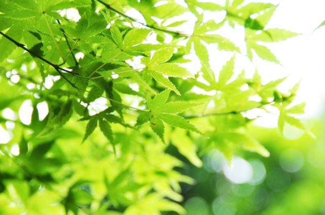 いろはすと他の天然水の違いは それぞれの特徴や飲むときの注意点 お役立ち 季節の耳より情報局