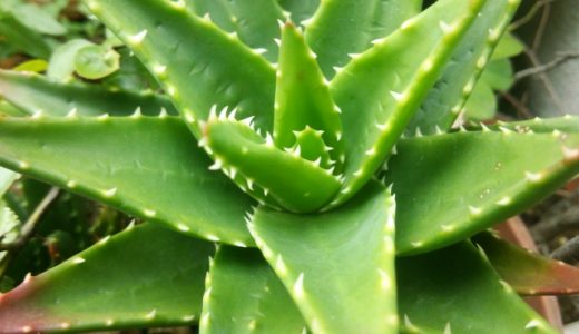 アロエベラの臭いはどんな感じ?くさいの?どんな効果・効能があるの?