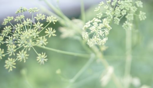 パセリの花は食べられるの?おすすめの食べ方も解説します!
