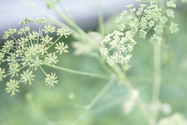 パセリの花は食べられるの おすすめの食べ方も解説します お役立ち 季節の耳より情報局