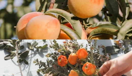 あんず油とゆず油の違いって?どっちを選べばいいの?おすすめは?