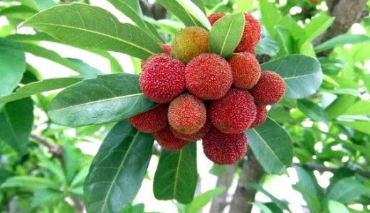 ヤマモモの実は食べられる？美味しい食べ方やした処理の仕方を紹介