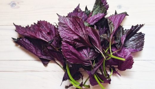赤しその保存方法｜保存食としても優秀な赤紫蘇を上手に保存する！