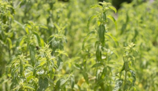 ハッカ油で花粉アレルギーの症状が改善する?副作用はある?