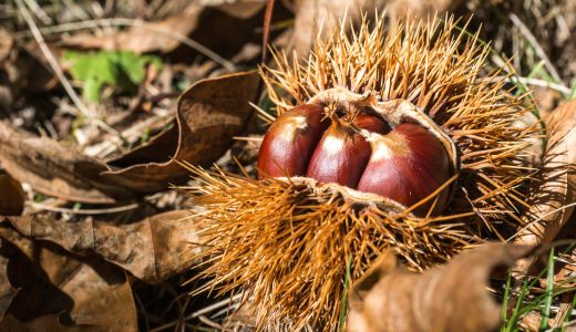 【栗の保存】冷凍で１年間保存できる？収穫した栗の保存方法は？