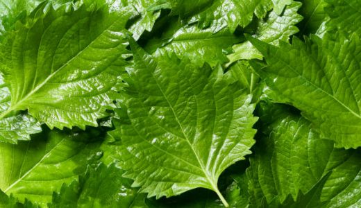 シソ科の野菜･ハーブでアレルギーに!症状･原因は?アロマ･精油でも