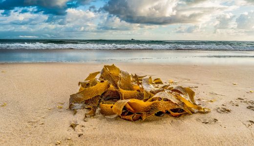 わかめに茶色のぶつぶつが?卵?もうそう白い毛?寄生虫や虫?白いカビ?
