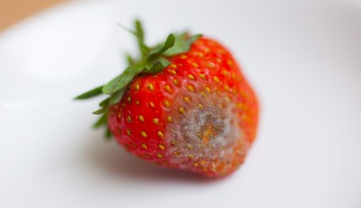 赤カビを食べてしまったらどうなる?食中毒症状･取り除けばOK?