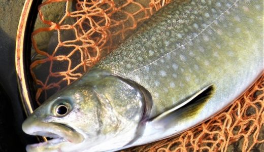 イワナはまずい?美味しい?寄生虫がいるって本当?おすすめの食べ方