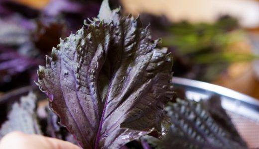 しそジュースが赤くならない理由は?どんな栄養・効果があるの?