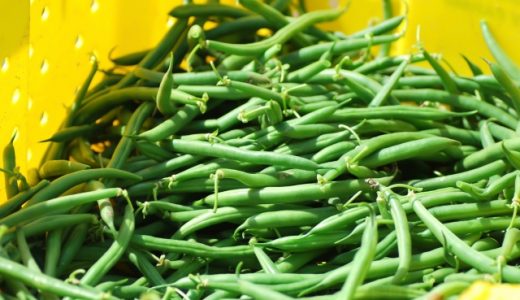 いんげんが青臭いのはなぜ?正しい下処理方法は?毒があるって本当?