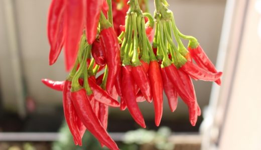 唐辛子の種は食べることができるの?一番辛いは嘘!生でも食べられる?