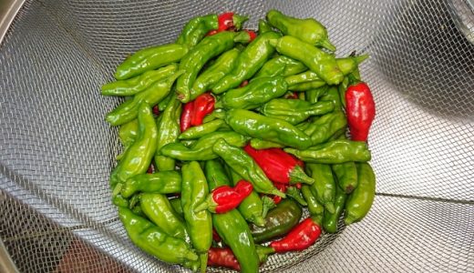 ししとうに黒い斑点が!食べられるの?辛味が強い?体に悪いの?