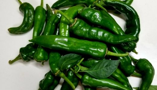 万願寺とうがらしが黒くなるのはどうして？黒くなっても食べられる？