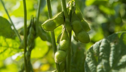 枝豆で下痢･腹痛に!食べ過ぎはどれくらい?毎日食べると何にいい?