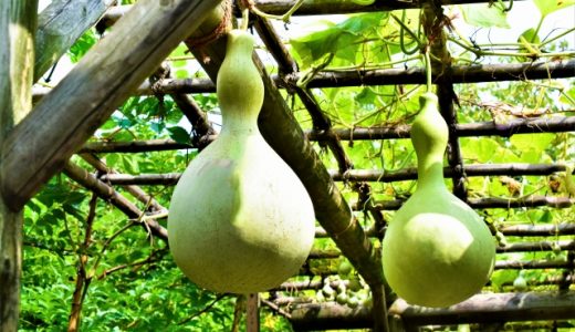 夕顔の実って毒がある？夕顔の正しい食べ方は？食中毒は大丈夫？