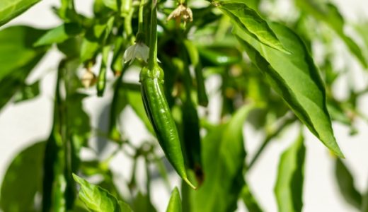青唐辛子の賞味期限・消費期限は？冷凍・乾燥など保存方法は？
