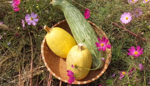 そうめんかぼちゃの味ってどんな味?ヘルシーなの?家庭菜園もできる?