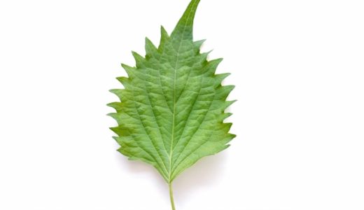 しそは体に悪い？体にいい？毒性があるって本当？効果的な食べ方は