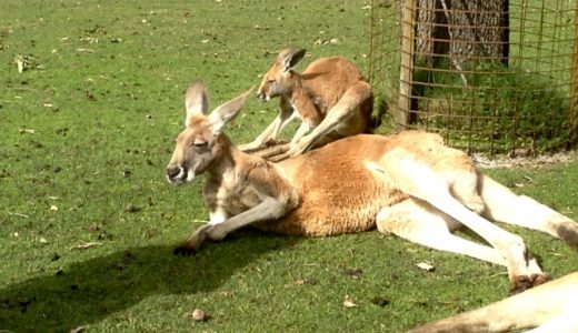 カンガルーの肉って臭い？どんな味？刺身以外でうまい食べ方は？