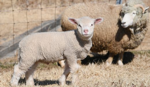 ラム肉の種類を紹介！有名な品種から用途別で使いたい品種まで