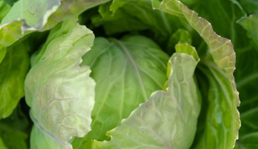 腐ったキャベツを食べるどんな症状が出る？見分け方や保存方法は？