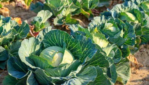 キャベツが辛い？原因は辛味成分アリルイソチオシアネート！ 対策も