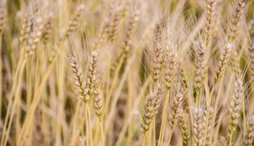 全粒粉アレルギーの主な症状･原因｜子どもはいつから食べられる?