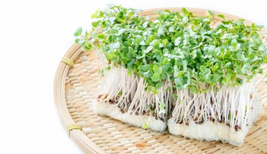 ブロッコリースプラウトの種は食べれるの?栄養や健康効果を解説!