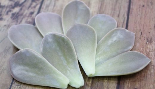 グラパラリーフの味はまずい？甘酸っぱく植物感が強い！ 栄養豊富！