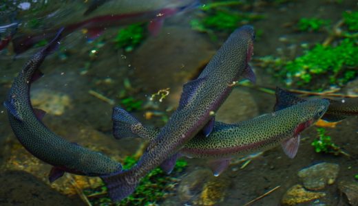 ニジマスを生食する時の注意点は？熟成させて刺身で食べてもよし！