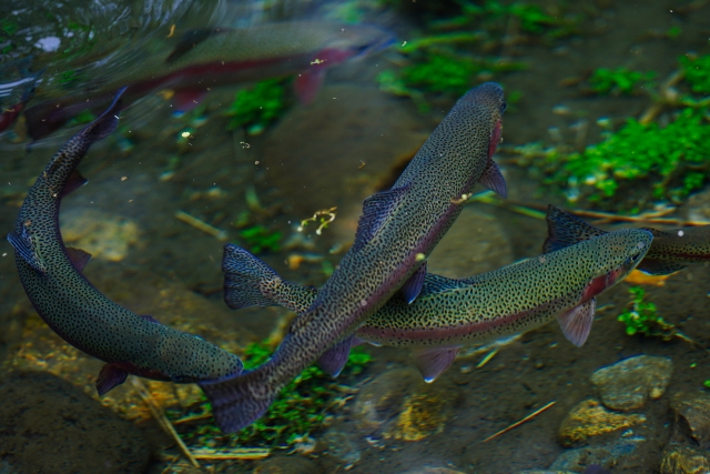 ニジマスを生食する時の注意点は 熟成させて刺身で食べてもよし お役立ち 季節の耳より情報局