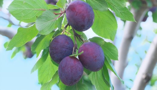 プルーンは生食できるの?どんな人におすすめな食材?健康効果は?