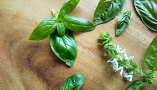 バジルの花は食べられるの?どんな食べ方がおすすめ?効果・効能