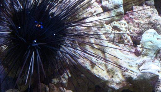 ウニ毒の症状は?棘が刺さった時の対処法は?ガンガゼは食べられる?