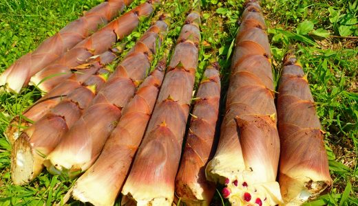 淡竹が苦いけど美味しい食べ方は？下処理やアク抜きの方法を解説！
