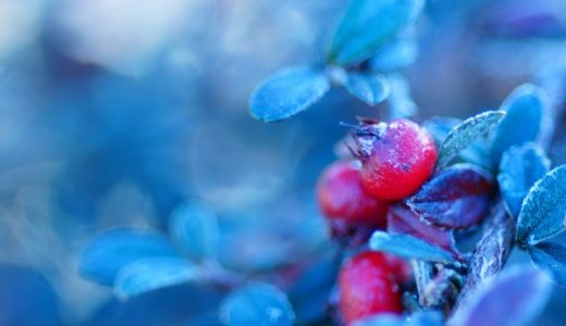 コケモモの種類は2種類?クランベリーとは違うもの?栄養や食べ方 