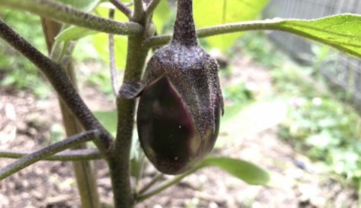 水ナスの賞味期限や保存方法を知りたい！長く美味しく食べるには？