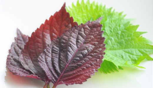 生赤紫蘇の保存方法･日持ち｜腐るとどうなる?冷凍保存できる?