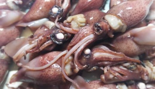 ホタルイカの食中毒はとても怖い！食中毒の原因や症状を解説