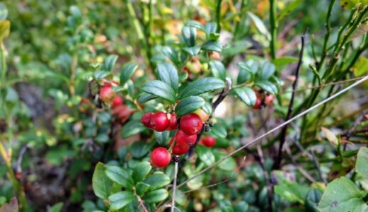 コケモモってどんな味？栄養や効能は？クランベリーとの違いは〇〇！
