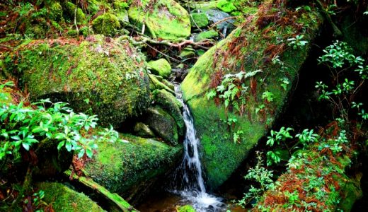 いろはすの味はまずい？美味しい？評価が二つにわれるのはどうして？