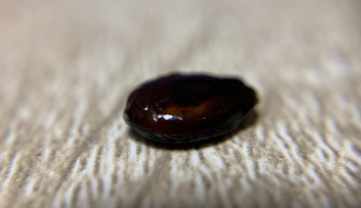 スイカの種に毒はある?食べたらどうなる?体に悪い?栄養は?