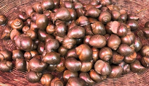 ジャンボタニシは寄生虫が凄い！卵の危険性や駆除方法を紹介