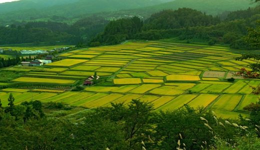 はえぬき米の味はまずい？美味しい？口コミは？安い原因は〇〇！