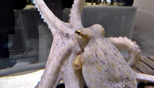 イイダコとマダコの違いとは?見分け方やお勧めの食べ方も紹介!