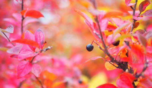 アロニアとブルーベリーの違いとは?おすすめの食べ方も紹介!