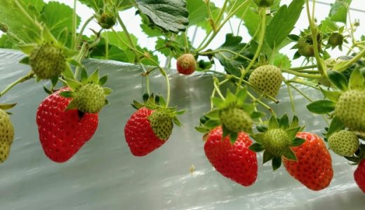 【果物アレルギー・野菜アレルギー】バラ科の食材一覧！治療法は？