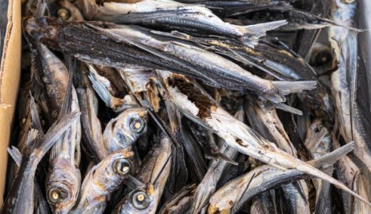 あごだしつゆとめんつゆの違いは何？味の特徴や使い分けの方法も