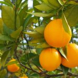 グレープフルーツとオレンジの栄養素の違いは？ダイエット効果は？